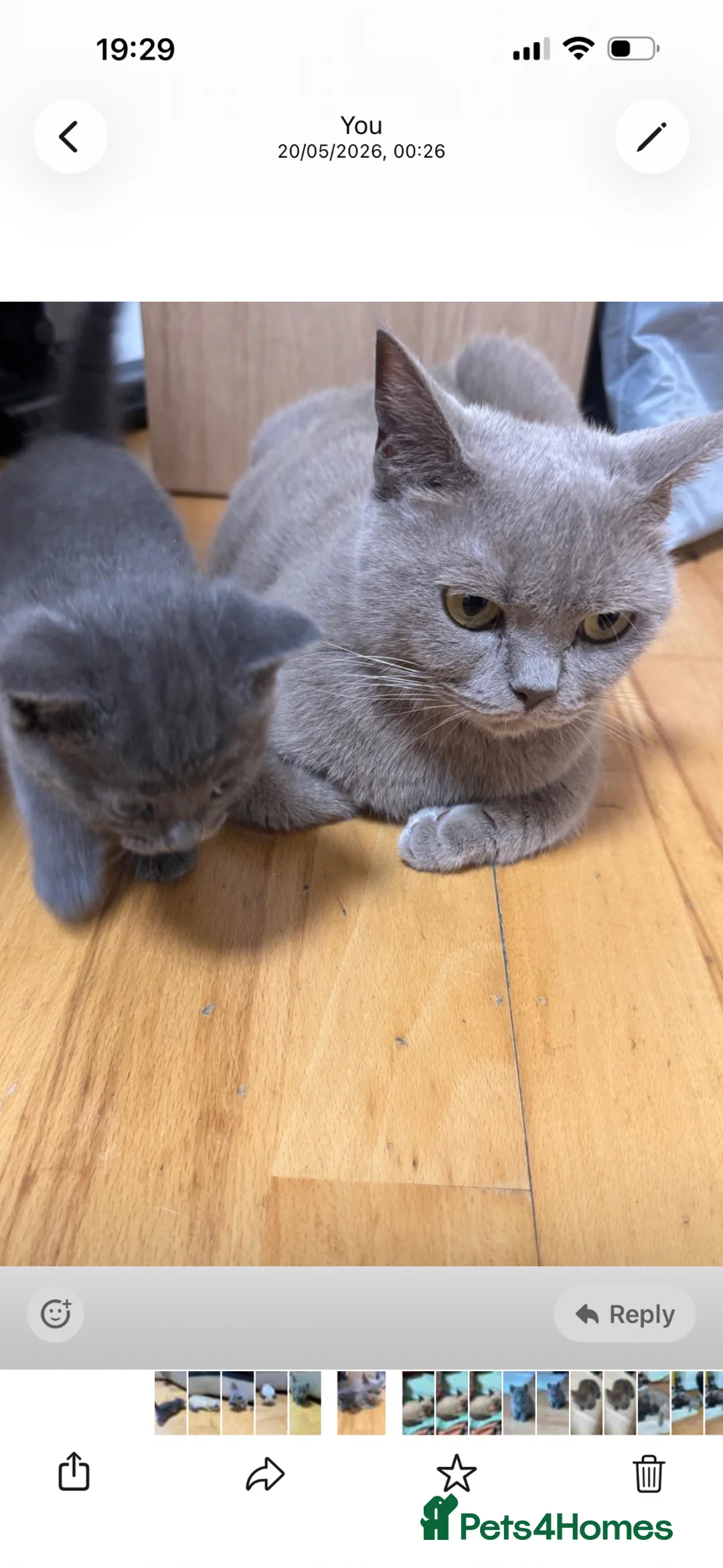 British Shorthair cats for sale: Amazing kittens waiting  for new family  in Ilford - Advert 2