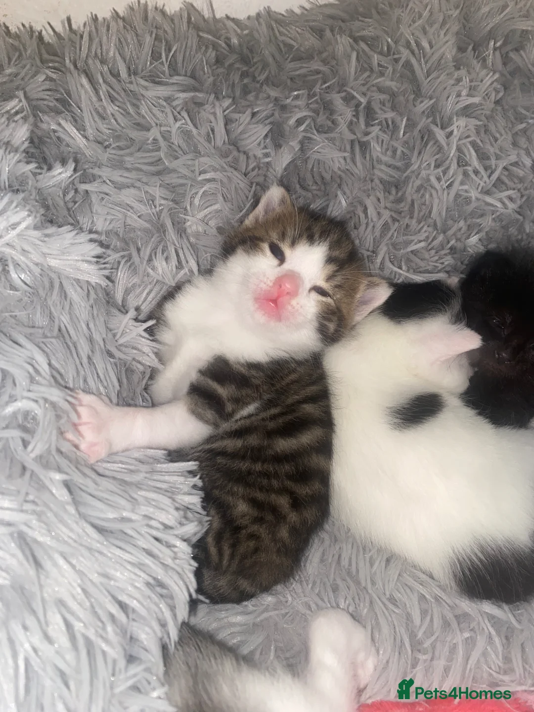 Mixed Breed cats for sale: Mixed breed kittens  - Advert 1