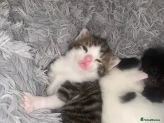 Mixed Breed cats Mixed breed kittens - Advert 9