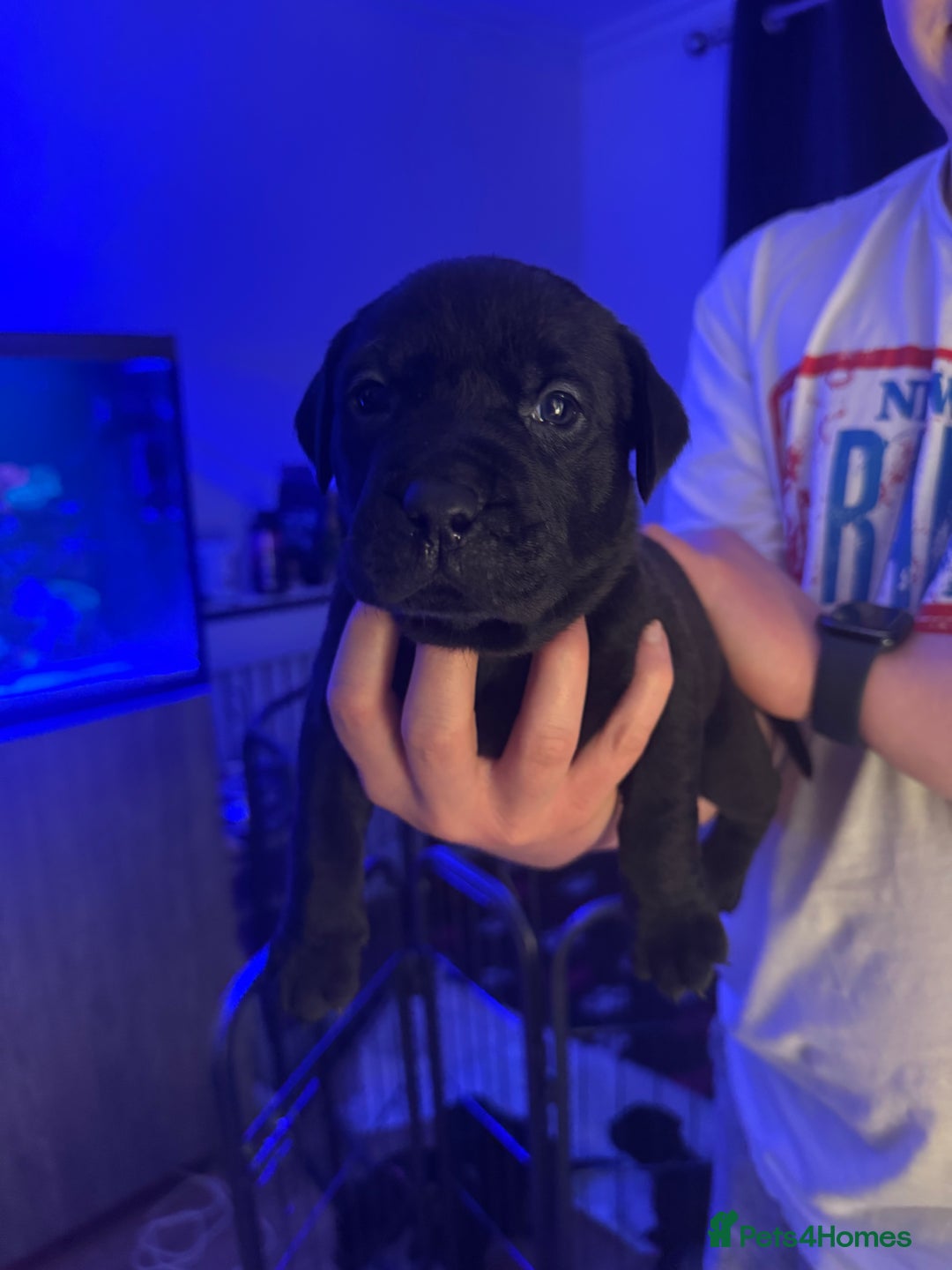 Mixed Breed dogs for sale: Beautiful Labrador cross puppies🐶 - Image 1