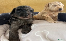 Miniature Poodle dogs for sale: Miniature Poodle Puppies  - Image 26