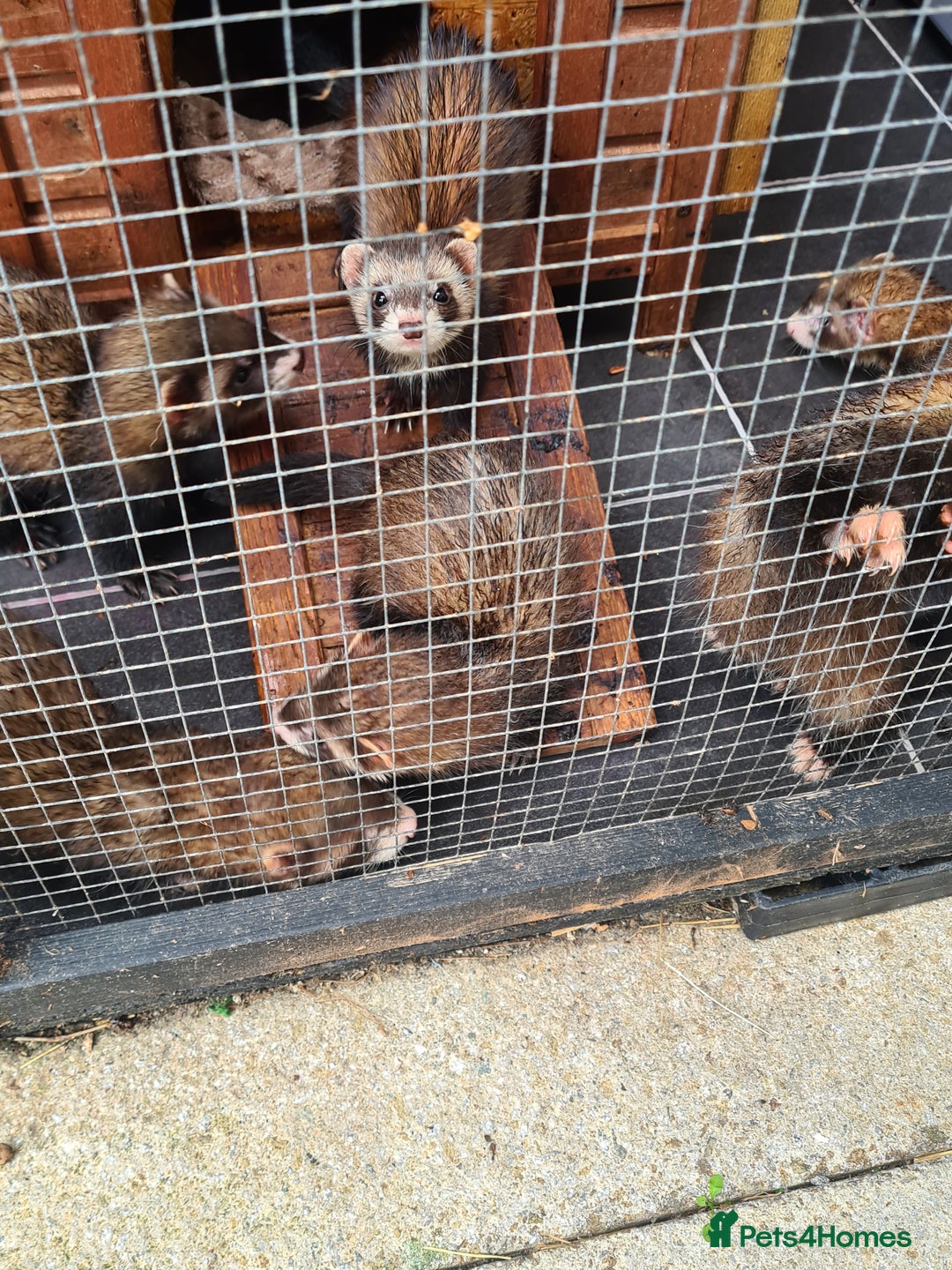 Ferret rodents for sale: 5 hobs - Image 2