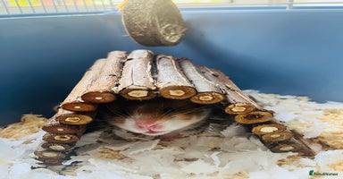 Hamster rodents - Advert 15