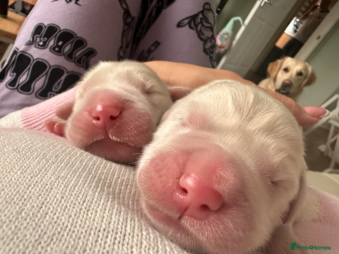 Golden Retriever dogs for sale: February Litter Announcement  - Advert 1