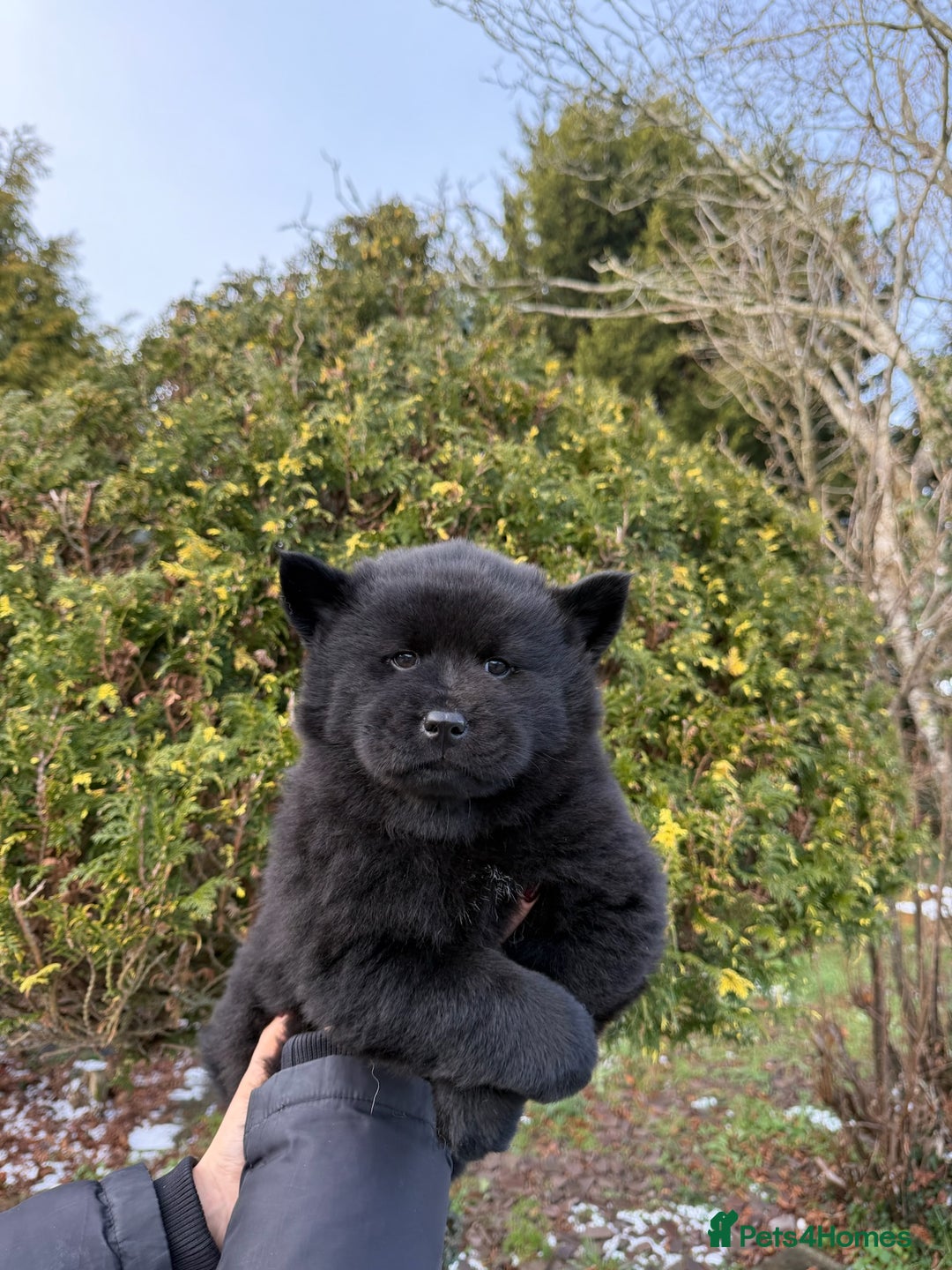 Mixed Breed dogs for sale: CHOWSKI PUPPYS READY TO GO!!  - Advert 10