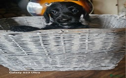 Doxiepoo dogs for sale: Doxipoos puppies mega curly & suited ONLY 2 LEFT  - Image 9