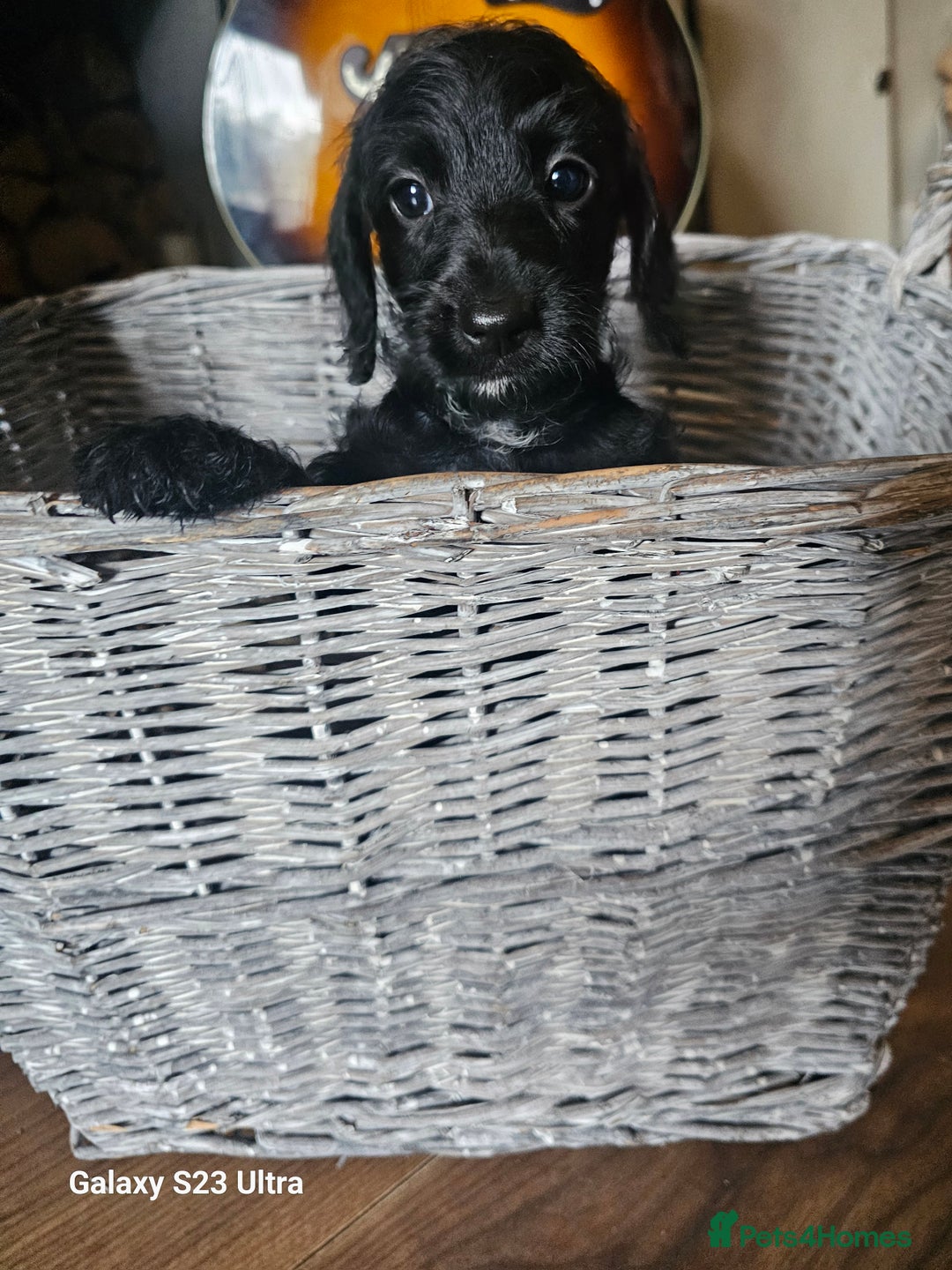 Doxiepoo dogs for sale: Doxipoos puppies mega curly & suited ONLY 2 LEFT  - Image 9