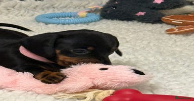 Miniature Dachshund dogs ✨ READY NOW  KC MINIATURE DACHSHUND PRA CLEAR   - Advert 16