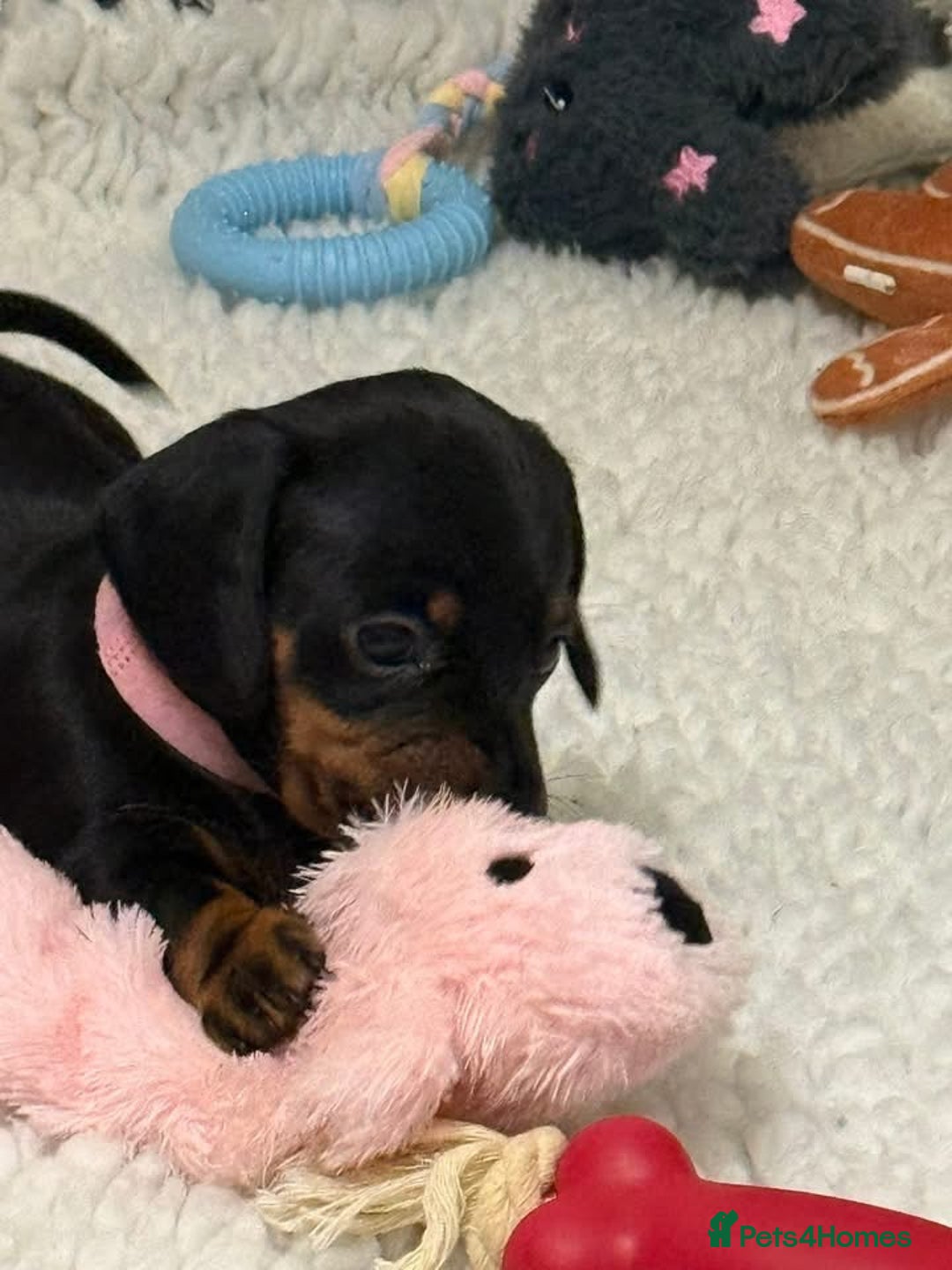 Miniature Dachshund dogs for sale: ✨ READY NOW  KC MINIATURE DACHSHUND PRA CLEAR   - Advert 3