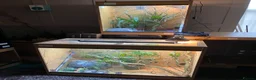 Chameleon reptiles for sale: Yemen Chameleon + Vivarium Setup Kit - Advert 7