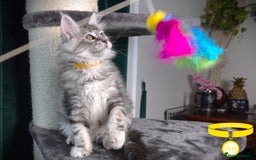 Maine Coon cats for sale: STUNNING XL PEDIGREE MAINE COON KITTENS  - Image 19
