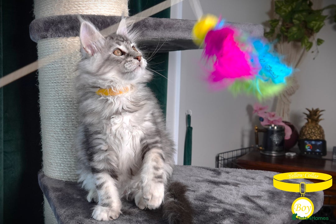 Maine Coon cats for sale: STUNNING XL PEDIGREE MAINE COON KITTENS  - Image 19