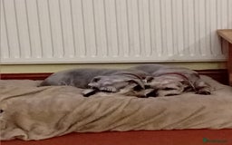 Miniature Schnauzer dogs for sale: Miniature Schnauzers females - Image 1