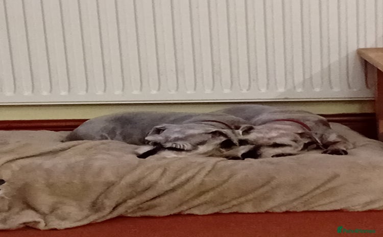 Miniature Schnauzer dogs - Advert 1