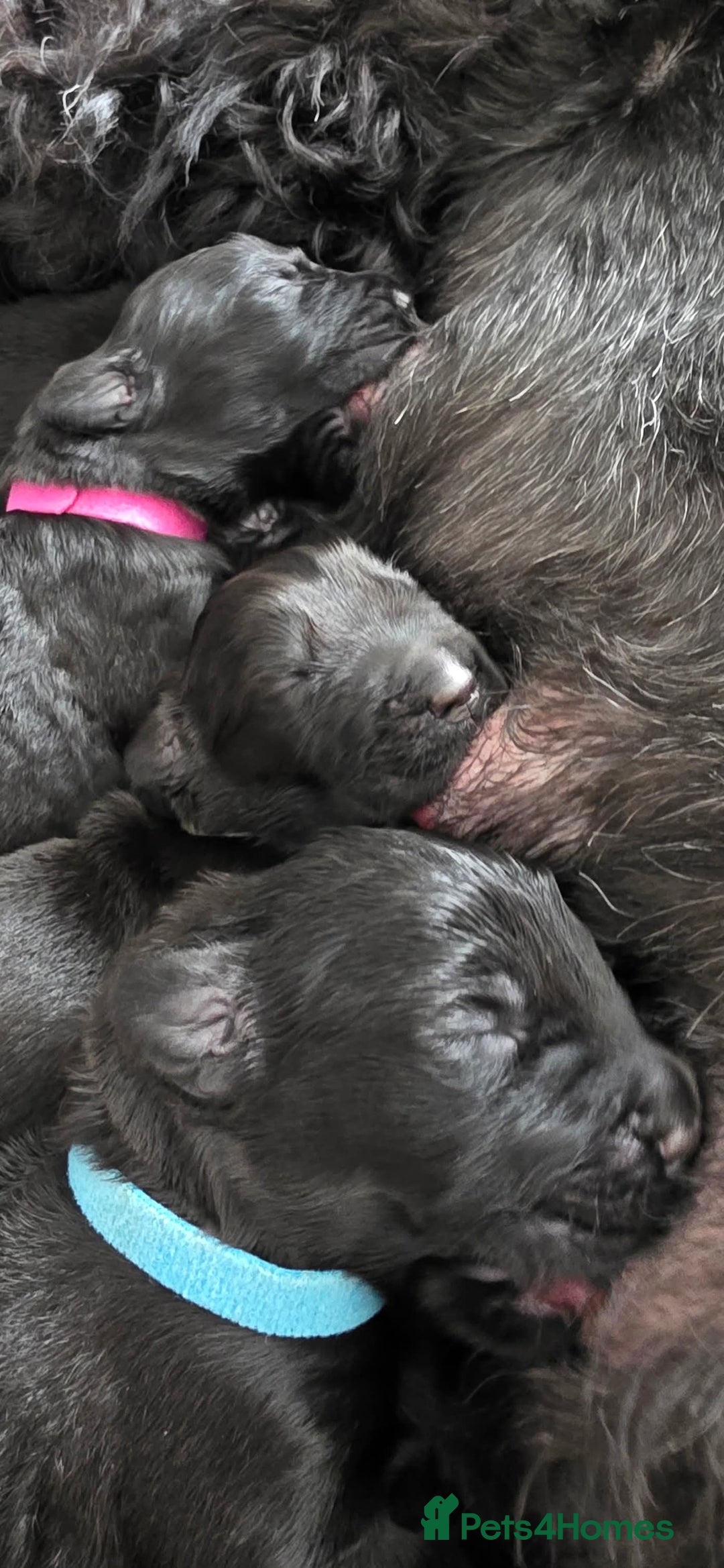 Russian Black Terrier dogs for sale: Russian Black Terrier  - Image 2