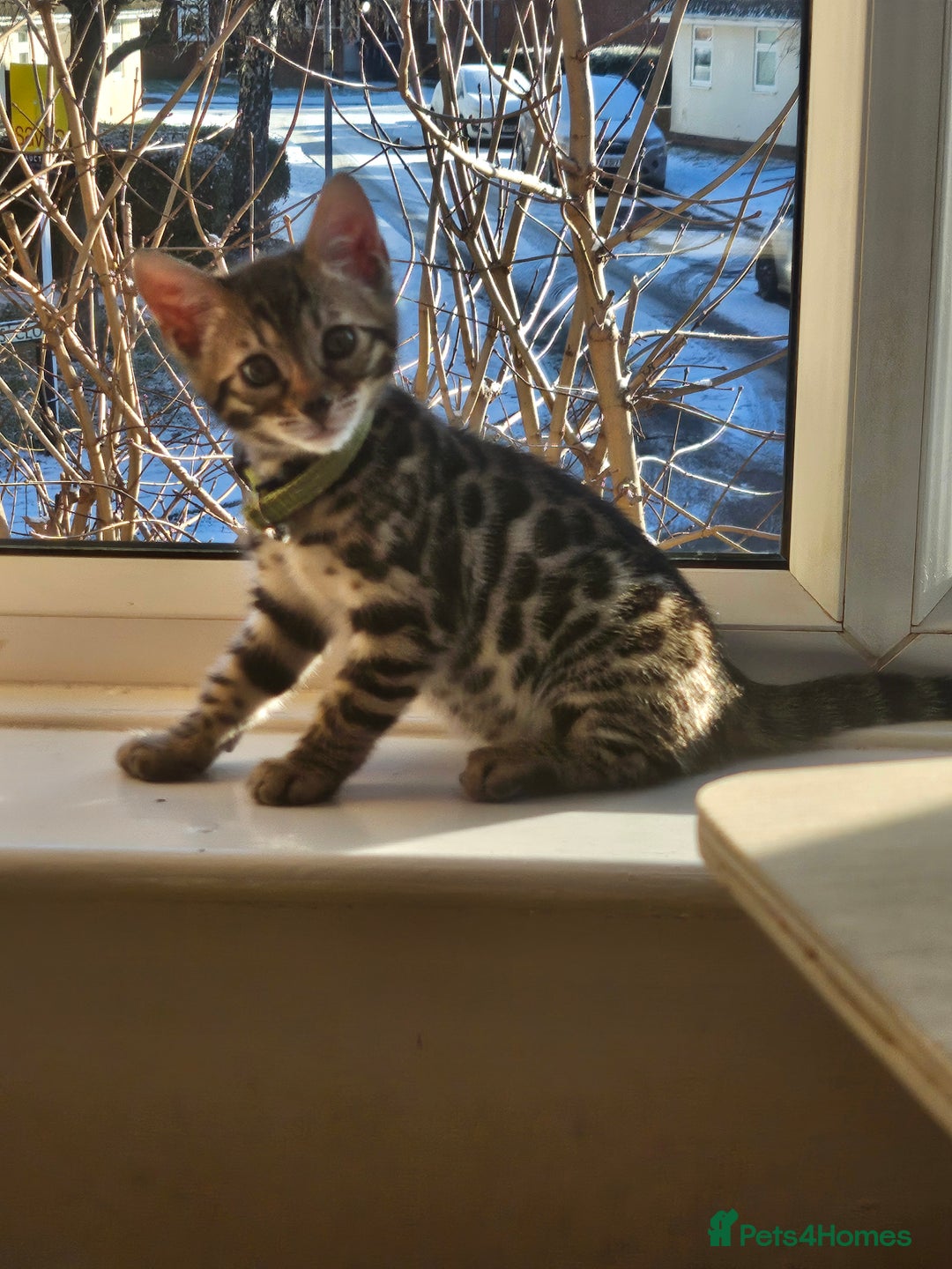 Bengal cats for sale: Active Tica Registered Bengal kittens  - Advert 13