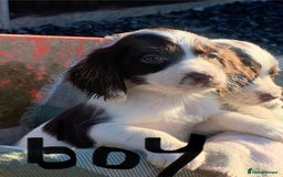 Cocker Spaniel dogs for sale: Cocker spaniel puppies  - Advert 4