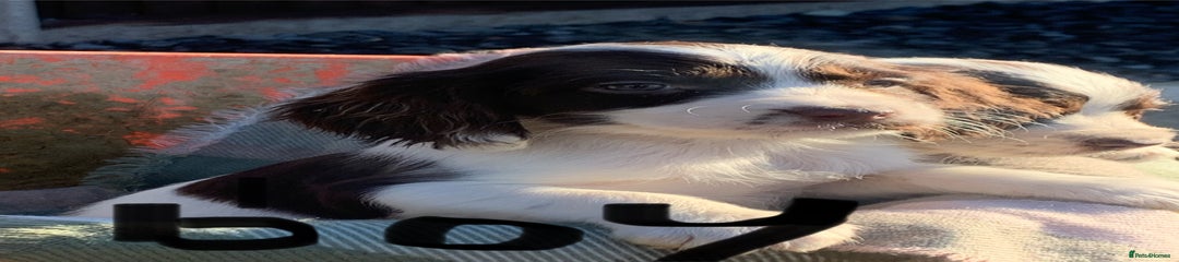 Cocker Spaniel Puppy 4