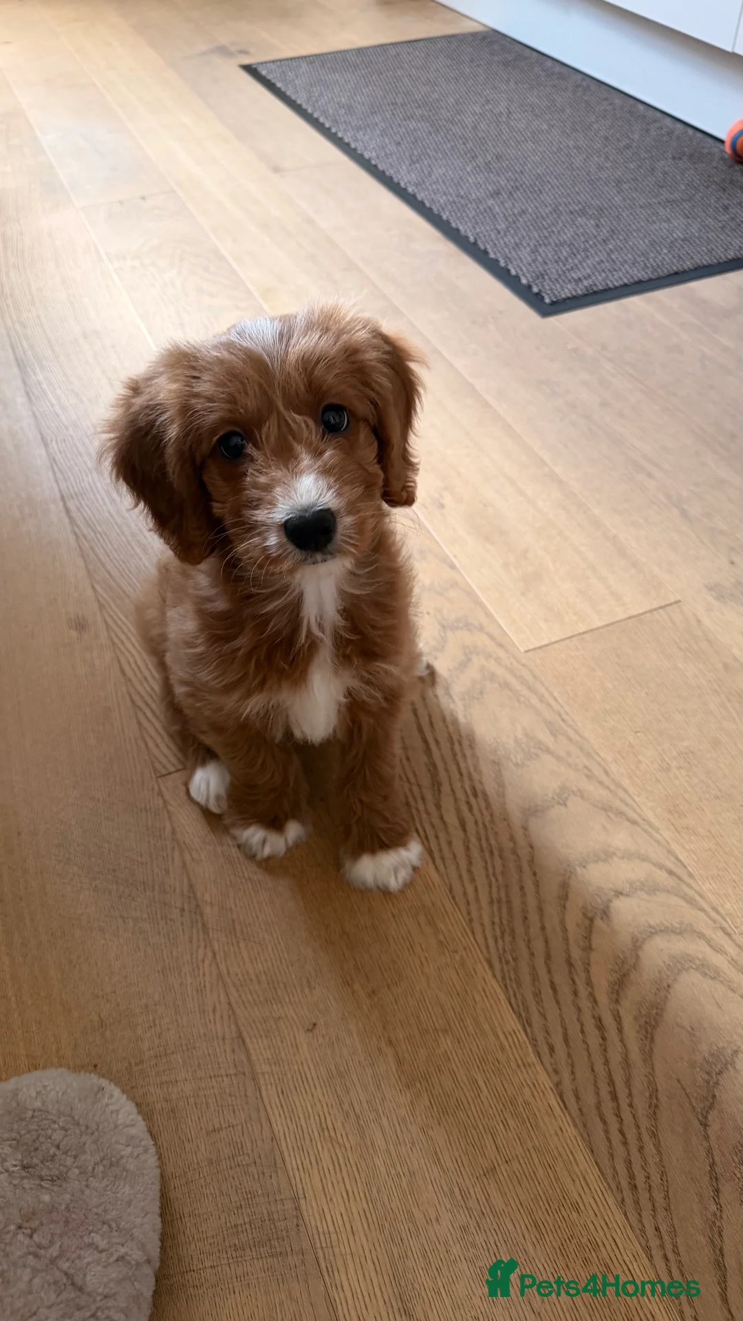 Cockapoo dogs for sale: 1 Cockapoo female puppy to sell - Advert 4