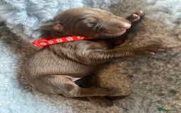 Dobermann dogs for sale: KC REGISTERED DOBERMAN PUPS - Image 26