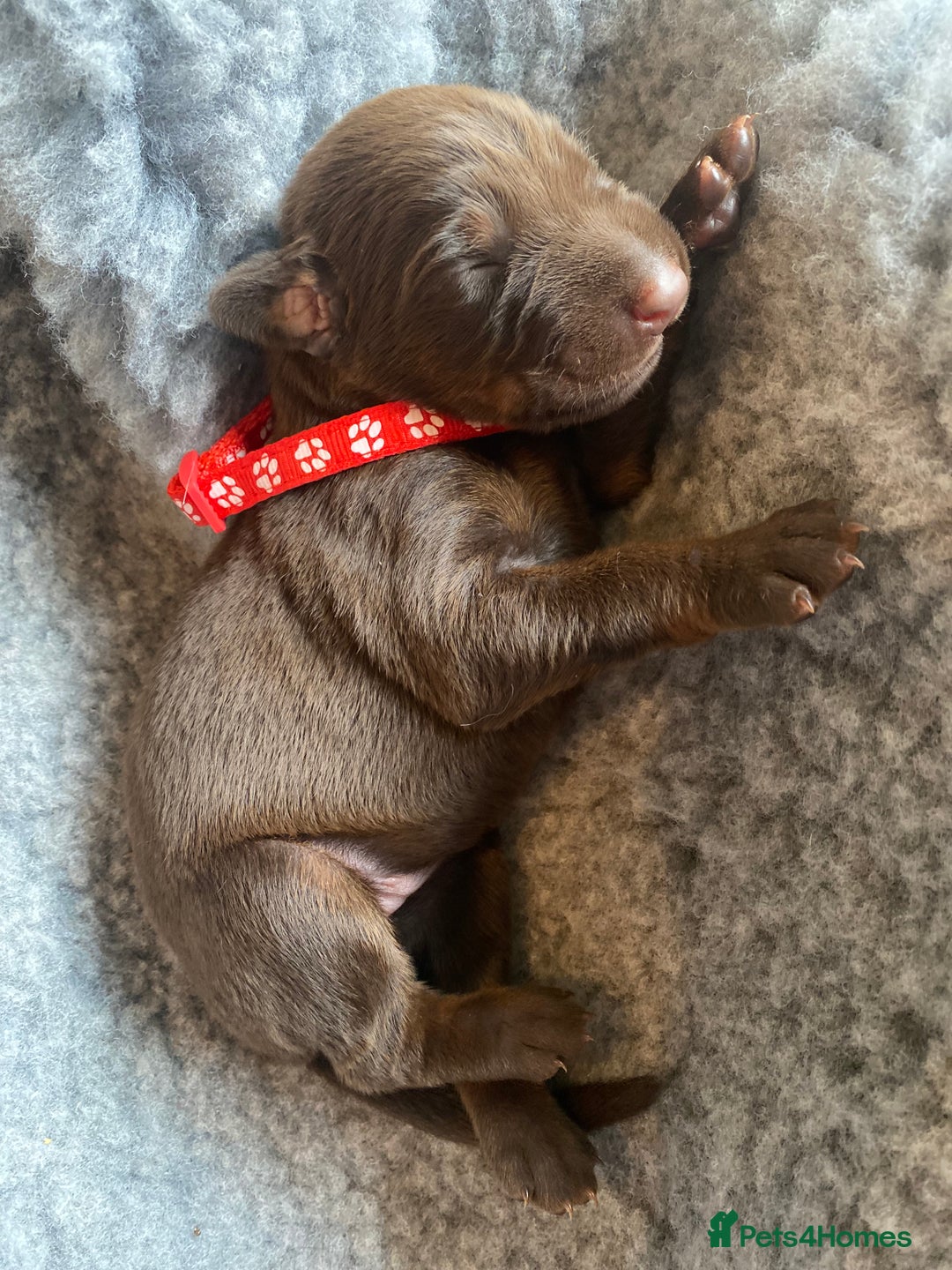 Dobermann dogs for sale: KC REGISTERED DOBERMAN PUPS - Image 26