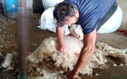 Goats livestock for sale: Angora nanny and kids  in Camelford - Image 5