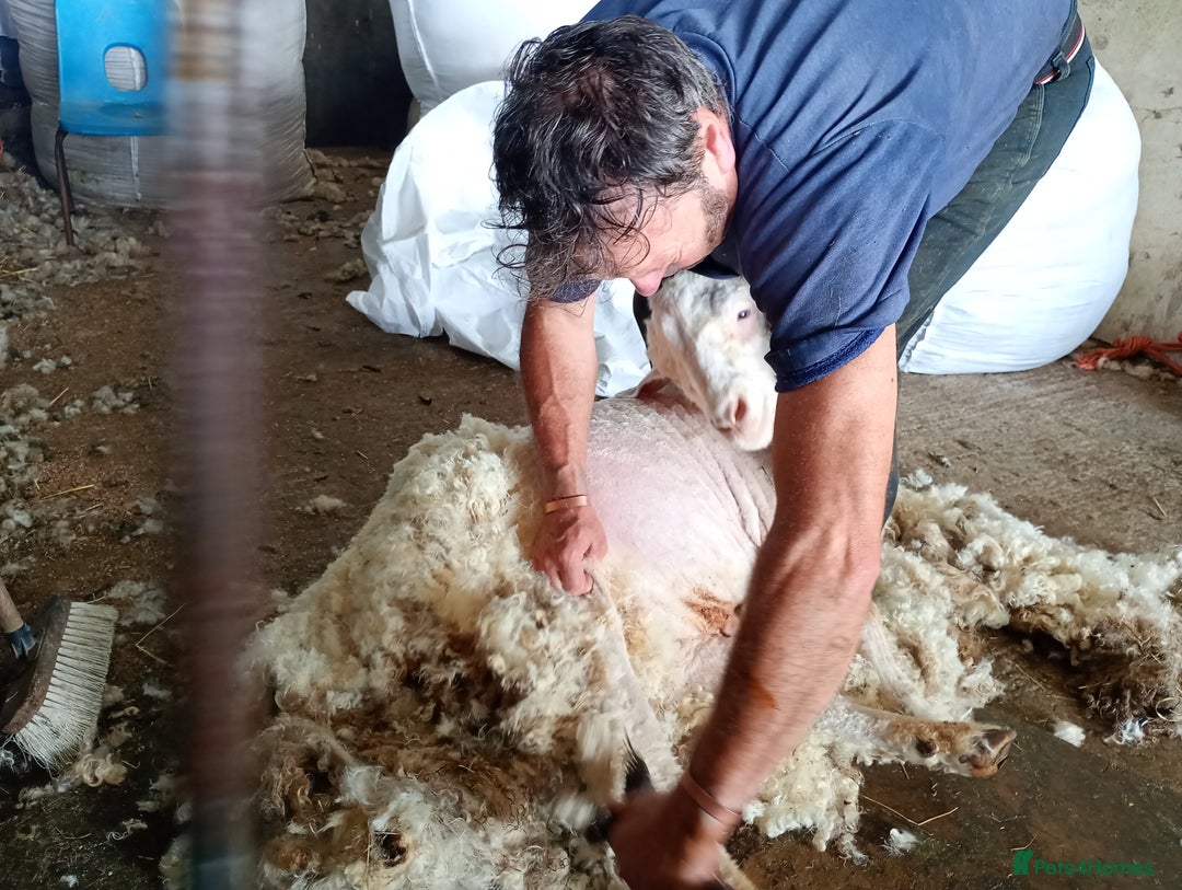 Goats livestock for sale: Angora nanny and kids  in Camelford - Image 5