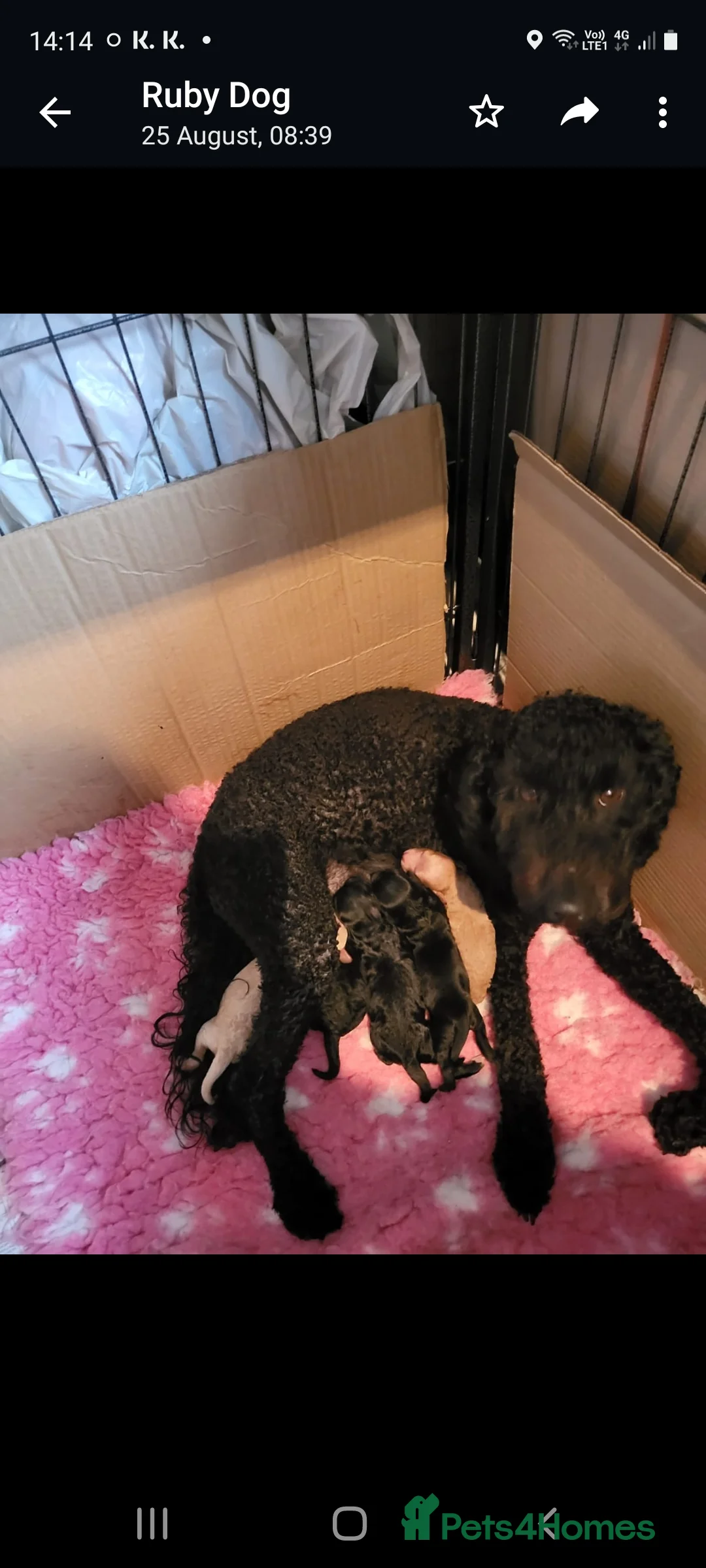 Cavapoo dogs for stud:  PROVEN F1 Cavapoo for stud in Birmingham - Advert 12