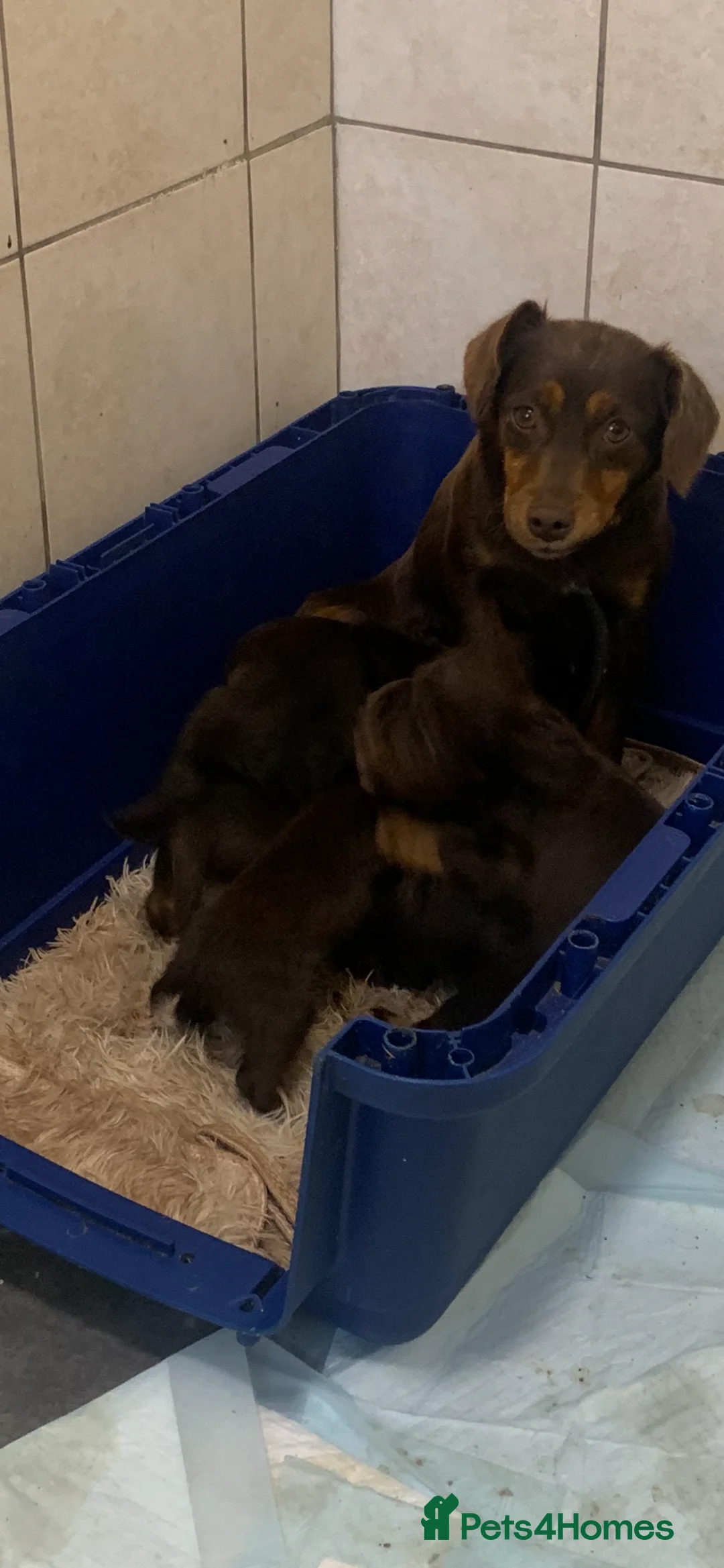 Mixed Breed dogs for sale: Small puppies spaniel x Jack Russell  - Advert 1