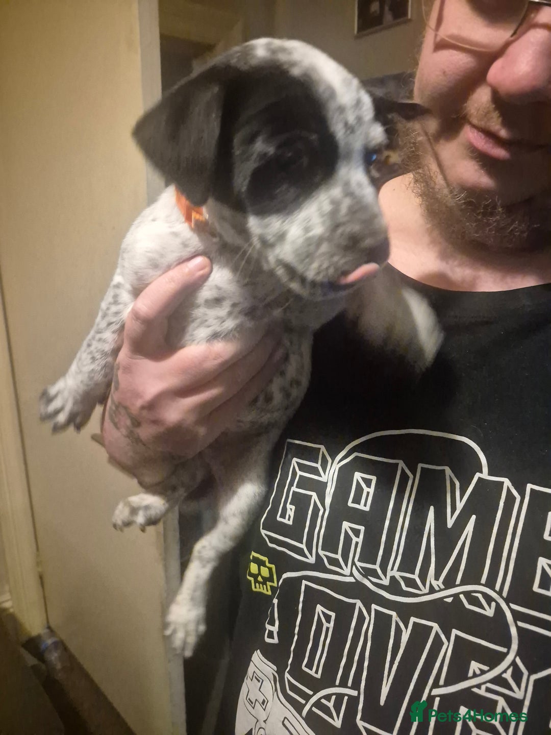 Mixed Breed dogs for sale: Mixed breed puppies for sale  - Advert 27