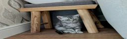British Shorthair cats for sale: British Shorthair silver Tabby  KITTENS - Advert 3