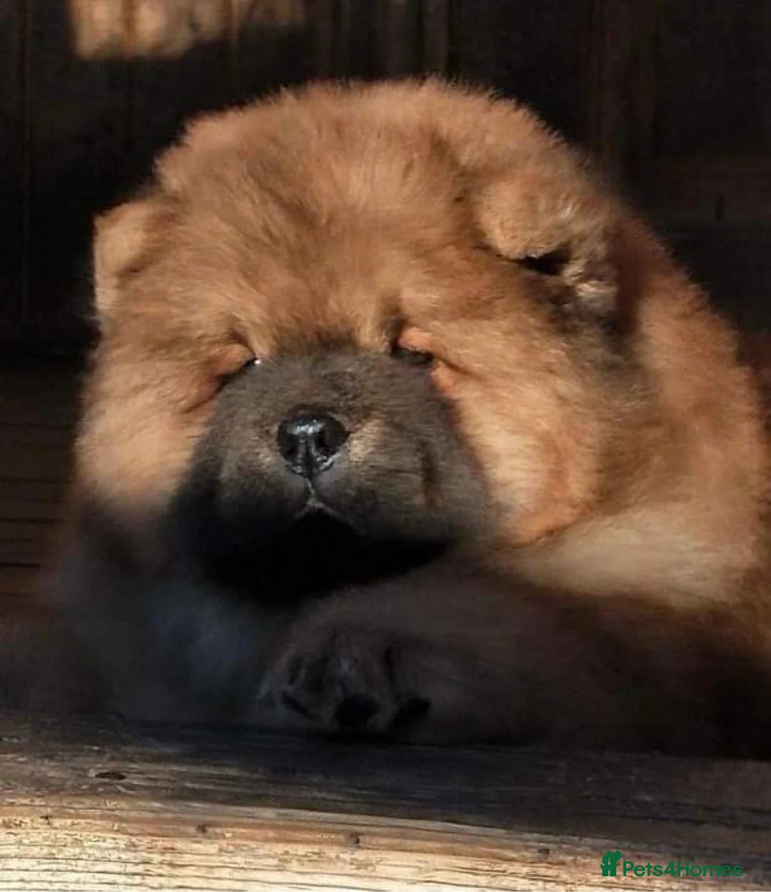 Chow Chow dogs for stud: Welcome to our superb stud team  - Advert 6
