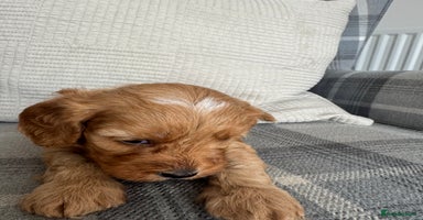 Cavapoo dogs - Advert 4