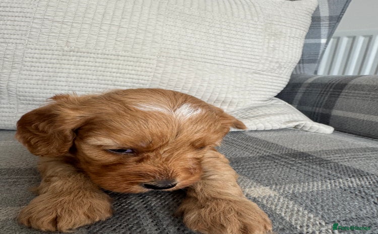 Cavapoo dogs - Advert 3