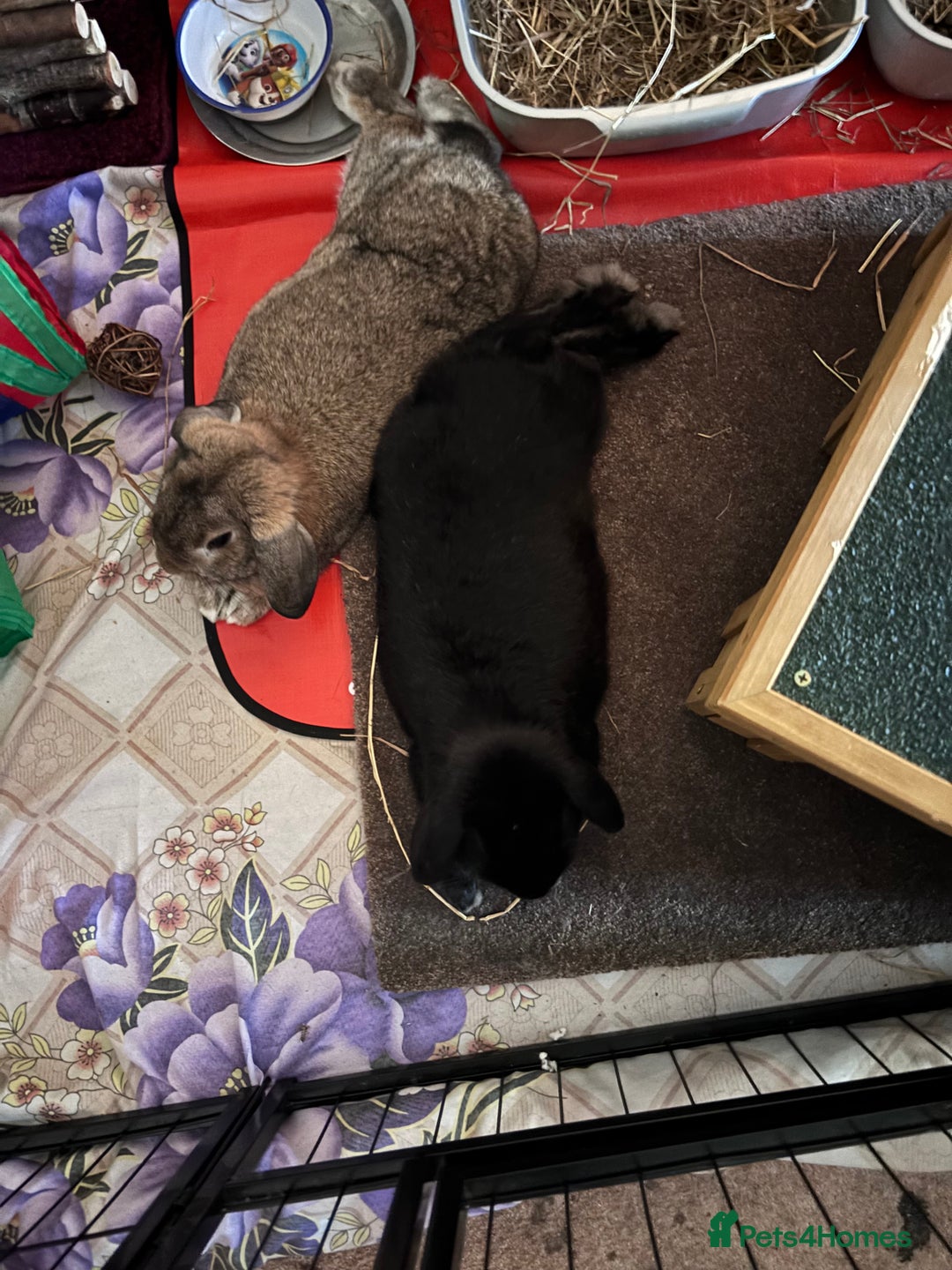 Dwarf Lop rabbits for sale: Bonded, Neutered, brother and sister dwarf lop  - Advert 2