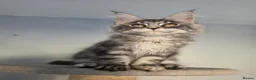 Maine Coon cats for sale: GCCF-registered Maine Coon kittens. - Advert 11