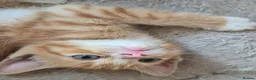 Mixed Breed cats for sale: Adorable Kittens for Sale – 3 Boys, 2 Girls in London - Advert 16