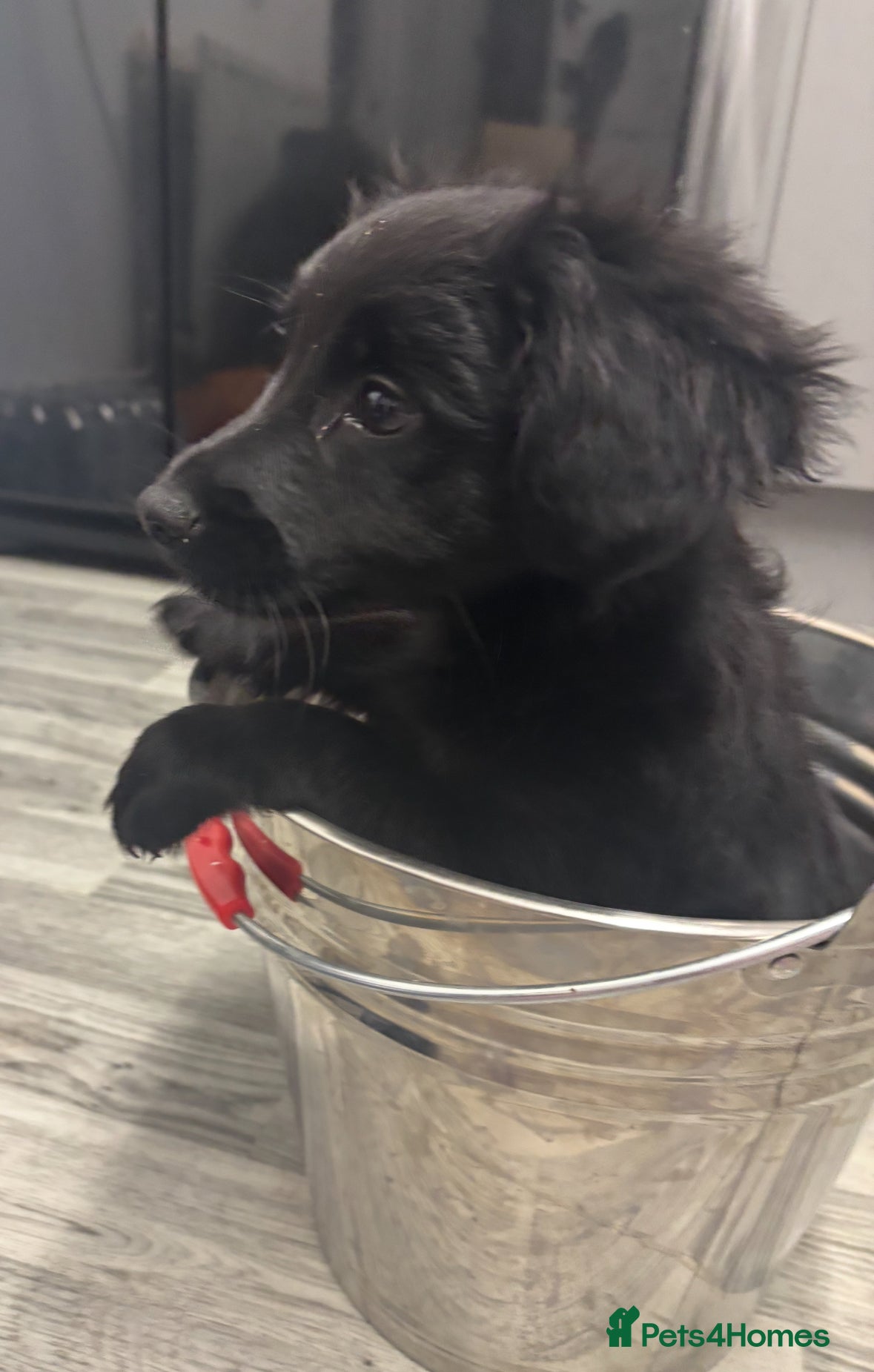 Mixed Breed dogs Cockeranians - Advert 11