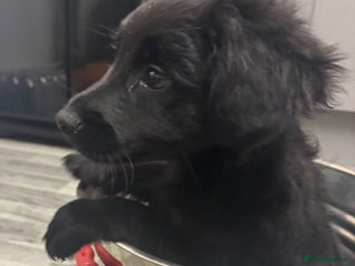 Mixed Breed dogs Cockeranians - Advert 17