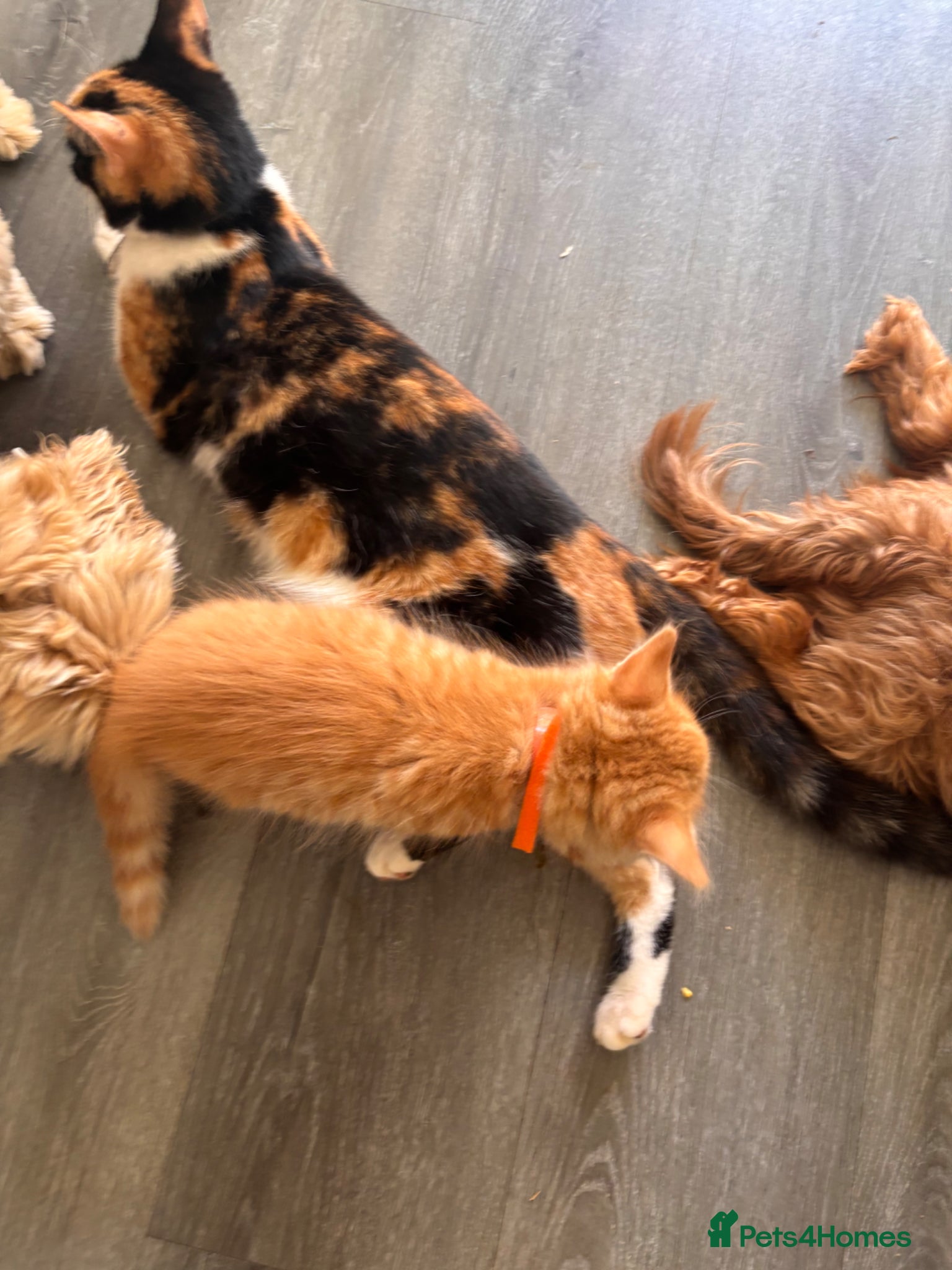 Mixed Breed cats 4 amazing coloured kittens - Advert 1