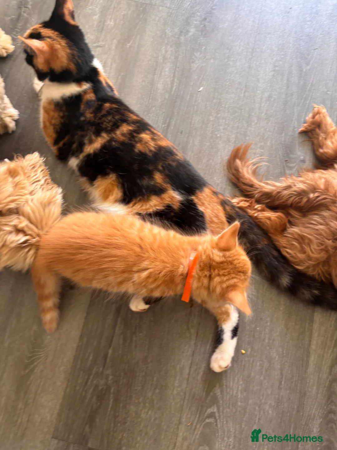 Mixed Breed cats for sale: 4 amazing coloured kittens - Advert 2