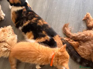 Mixed Breed cats 4 amazing coloured kittens - Advert 1
