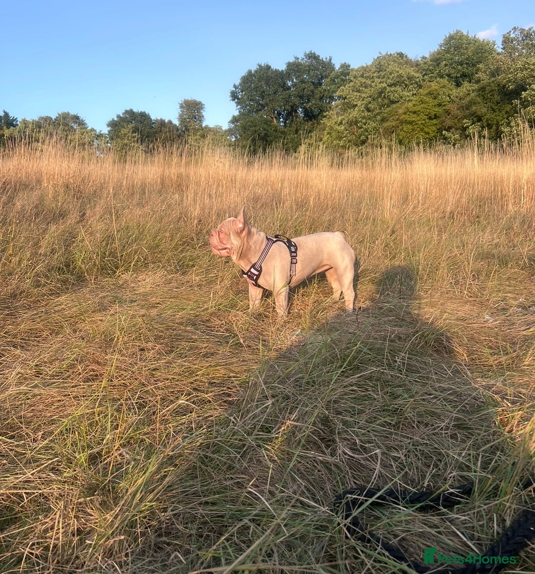 French Bulldog dogs for sale: Newshade Velvet Female Frenchie Pup - Advert 14