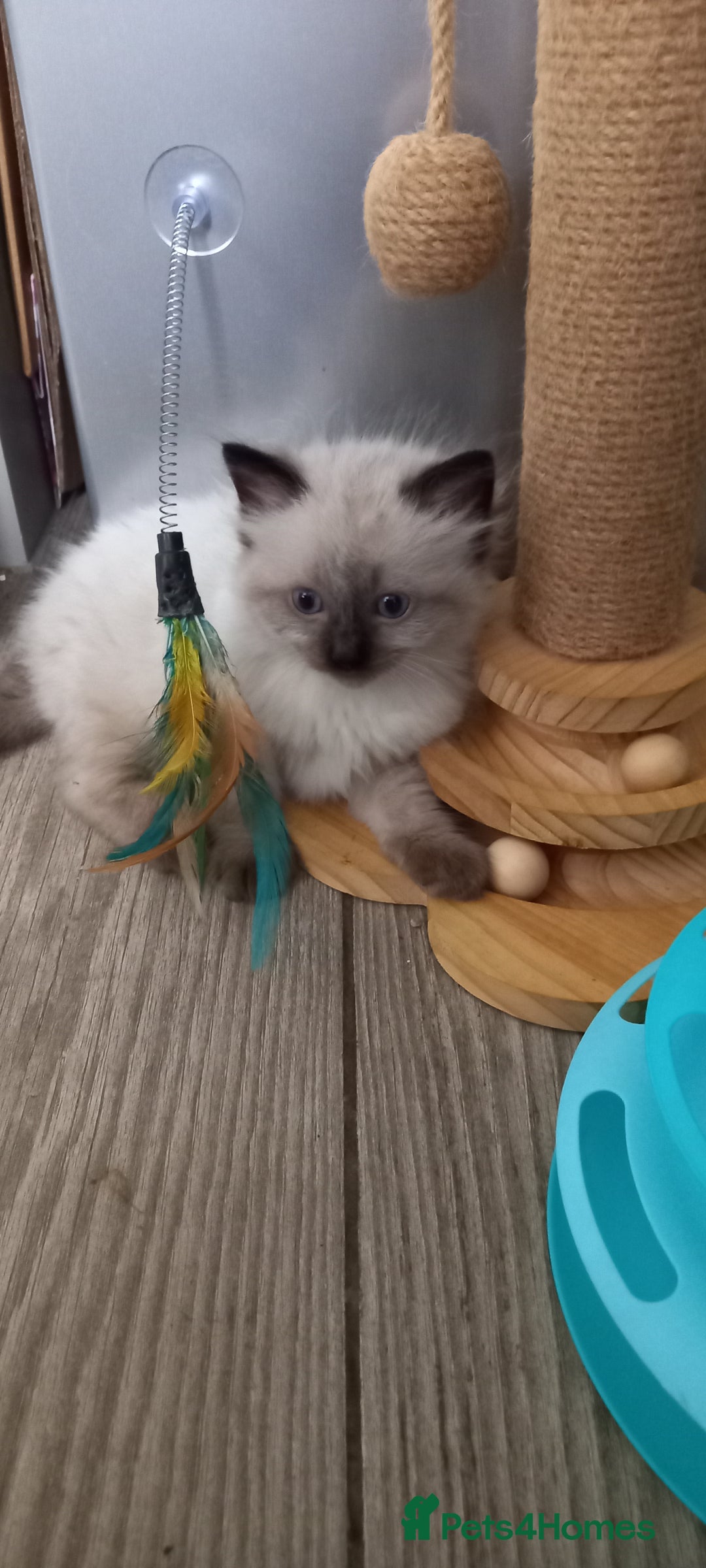 Ragdoll cats for sale: 5 ragdolls 3 blagdolls  - Image 11