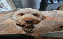 Cockapoo dogs for sale: Sweetest cockapoo - Image 5