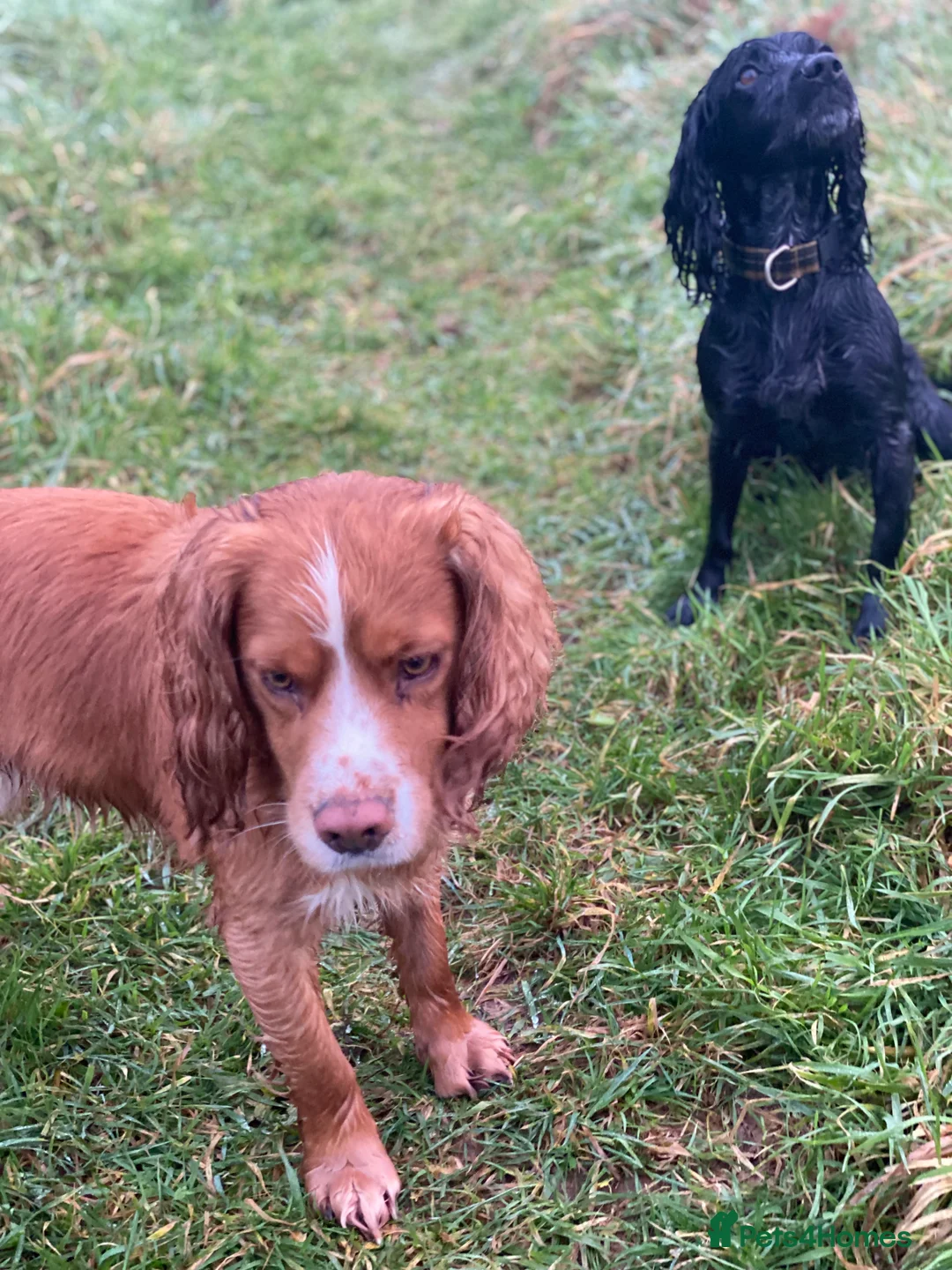 Cocker Spaniel dogs for sale: Cocker spaniel puppies  - Advert 4