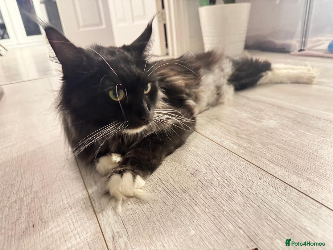 Maine Coon cats for sale: Maine Coon kittens - Beautiful and cheeky  - Advert 15