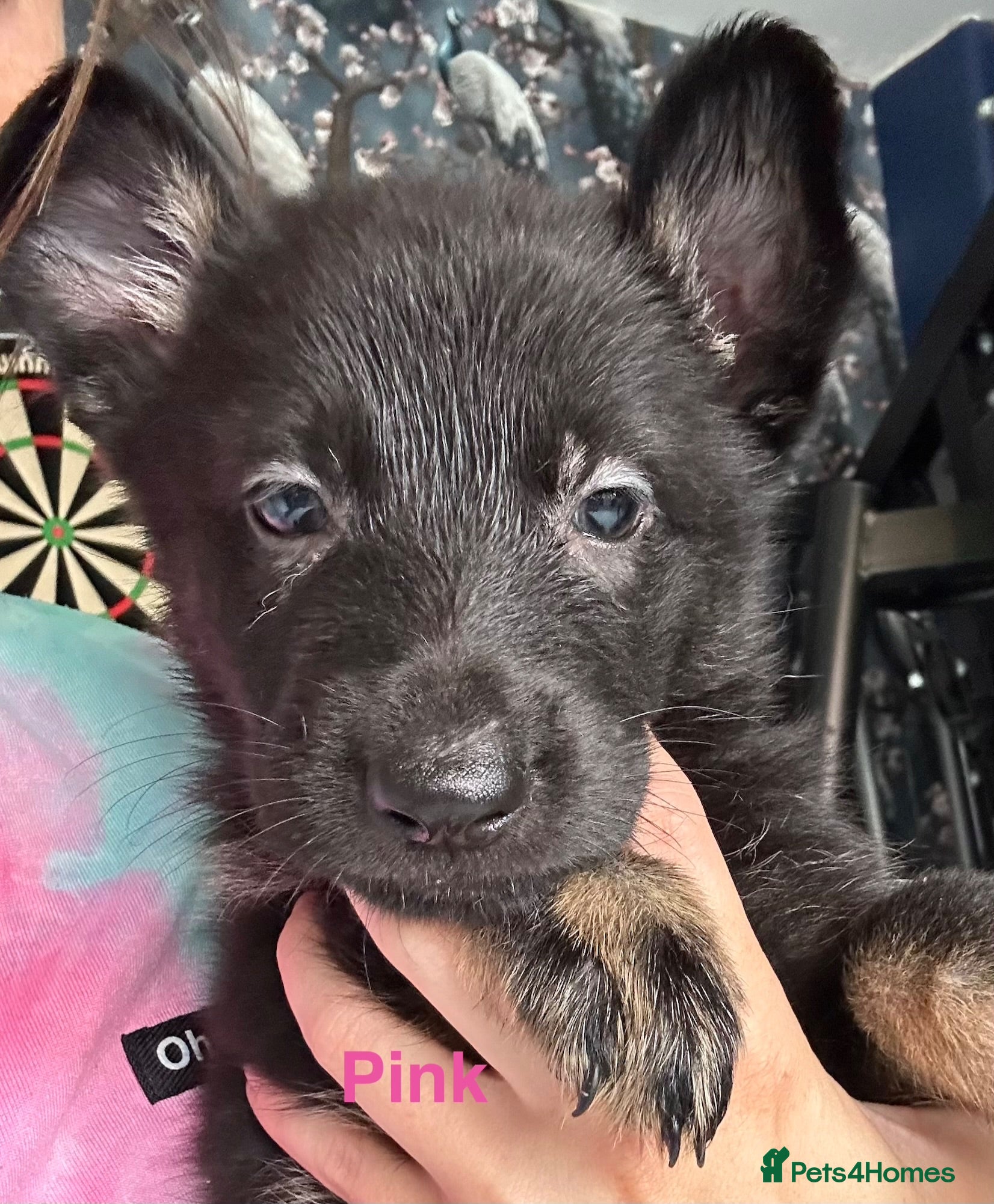 German Shepherd dogs German Shepherd Puppies  - Advert 17