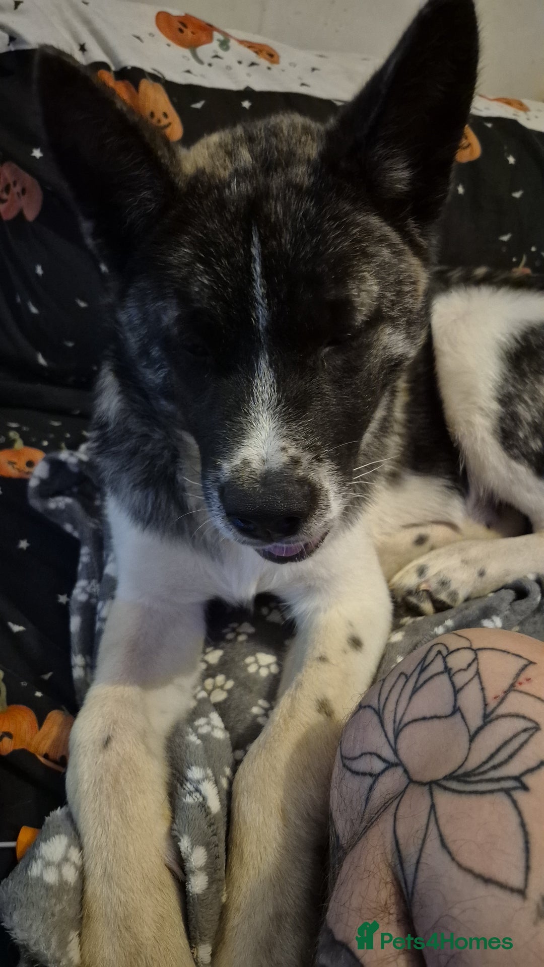 Akita dogs for sale: Akita Pup - Advert 2