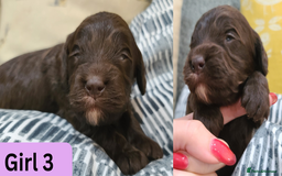 Cockapoo dogs for sale:  Chocolate F1 Cockapoos DNA Tested  - Advert 9